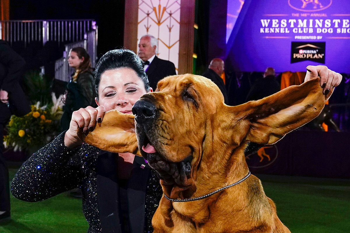 Trumpet it to the world A bloodhound is finally tops at Westminster